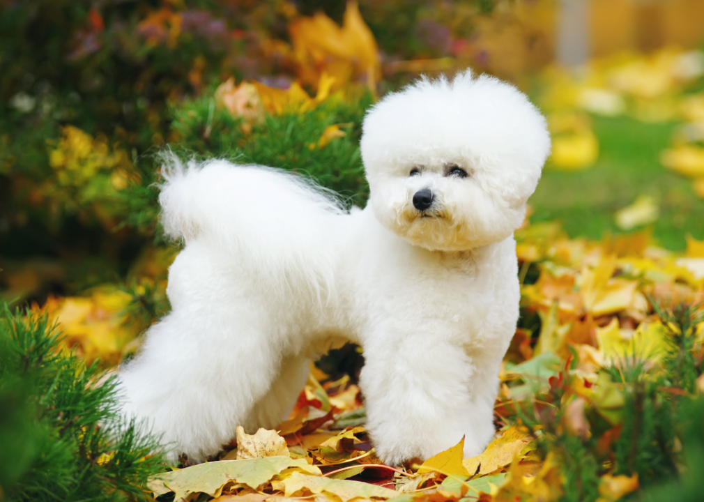 Bichon frise